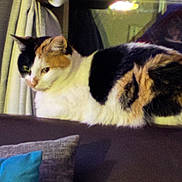 Penelope joined the competition — help win amazing prizes! animal, calico_cat, calm, cat, couch, cozy, curtain, cushion, domestic, fur, furniture, home, indoor, looking, pet, relaxing, resting, side_view, soft_light, window