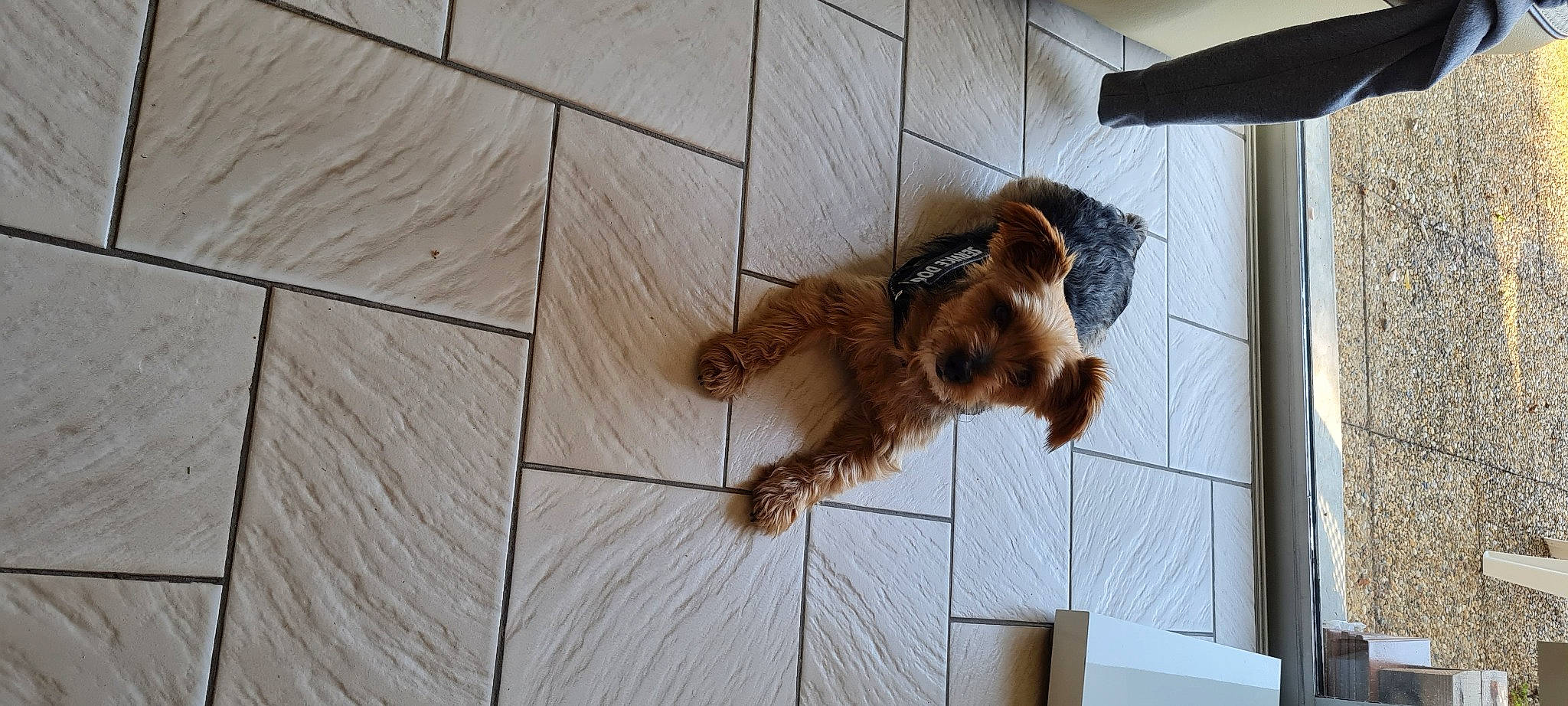 Chips a rejoint le concours — aidez-le/la à gagner de superbes lots ! bat, canidae, carnivore, companion_dog, dog_breed, fawn, felidae, flooring, fur, hardwood, liver, plywood, small_to_medium_sized_cats, snout, sporting_group, tail, terrestrial_animal, whiskers, window, wood