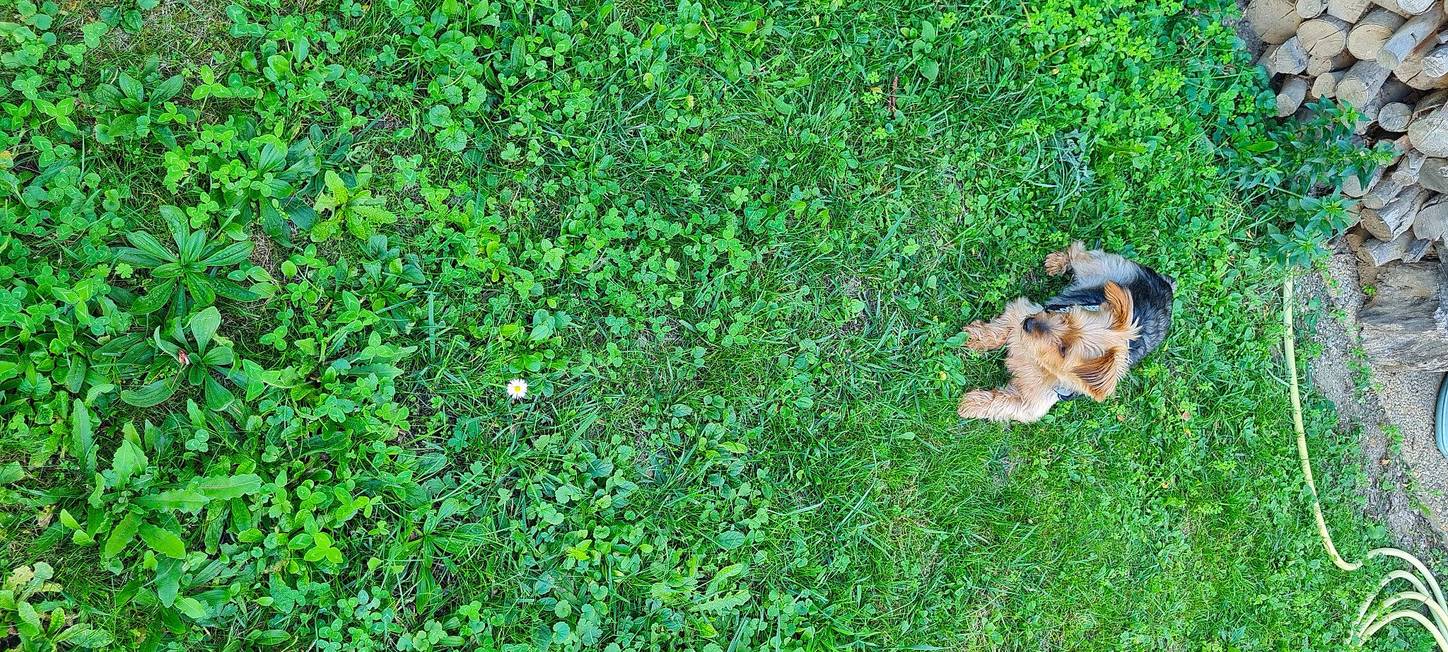 Chips participe au concours pour gagner de l'argent avec cette photo : annual_plant, canidae, carnivore, companion_dog, dog, dog_breed, flowering_plant, grass, grassland, green, groundcover, herbaceous_plant, pasture, people_in_nature, plant, shrub, sporting_group, tail, terrestrial_animal, terrestrial_plant
