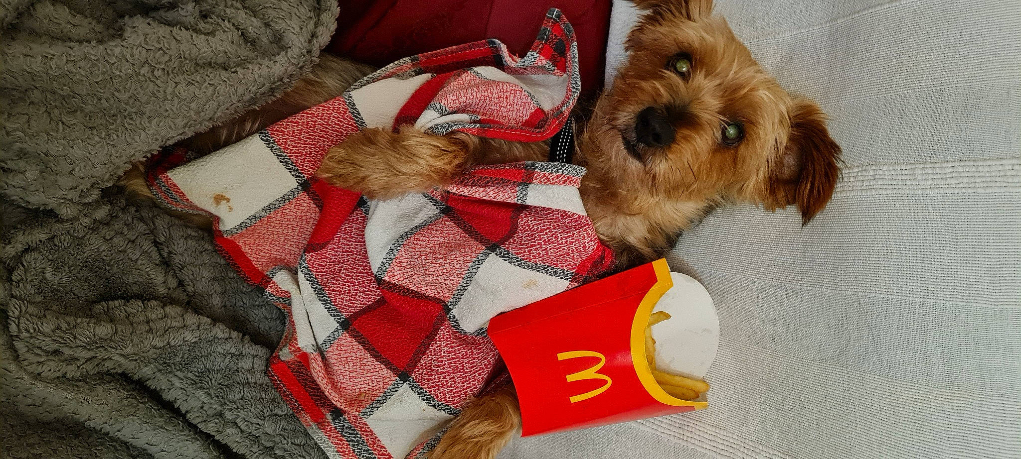 Chips a rejoint le concours — aidez-le/la à gagner de superbes lots ! carmine, carnivore, companion_dog, dog, dog_breed, dog_clothes, dog_supply, fashion_accessory, fur, irish_terrier, liver, pattern, pet_supply, small_terrier, sporting_group, stuffed_toy, terrier, toy, toy_dog, working_animal