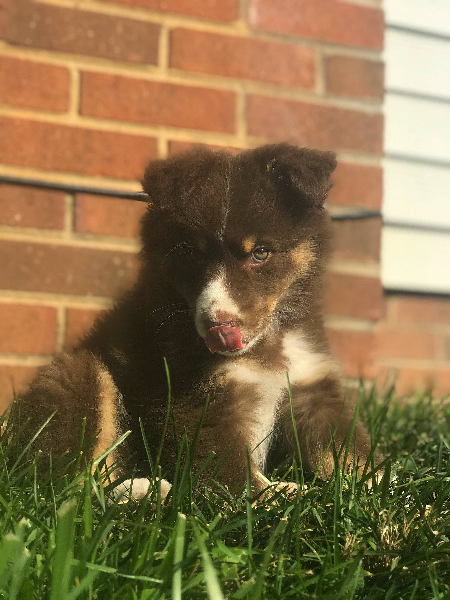 Oakley is registered to the contest to win money with this photo: border_collie, brick, brickwork, canidae, carnivore, companion_dog, dog, dog_breed, fur, grass, herding_dog, mortar, plant, puppy, snout, sporting_group, terrestrial_animal, whiskers, working_animal, working_dog