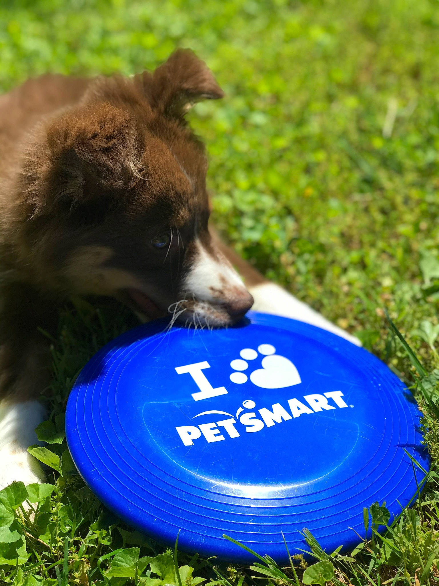 Oakley joined the competition — help win amazing prizes! ball, carnivore, companion_dog, dog, dog_breed, dog_supply, electric_blue, grass, lawn, liver, logo, mammal, personal_protective_equipment, recreation, rugby_ball, snout, soccer_ball, terrestrial_animal, vertebrate, working_animal