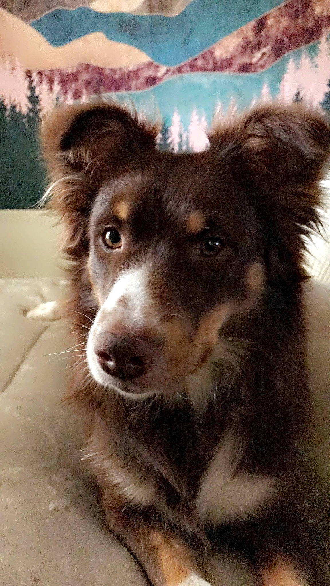 Oakley is registered to the contest to win money with this photo: ancient_dog_breeds, art, australian_collie, border_collie, canidae, carnivore, collie, companion_dog, dog, dog_breed, fur, herding_dog, puppy, snout, sporting_group, terrestrial_animal, whiskers, winter, working_animal, working_dog