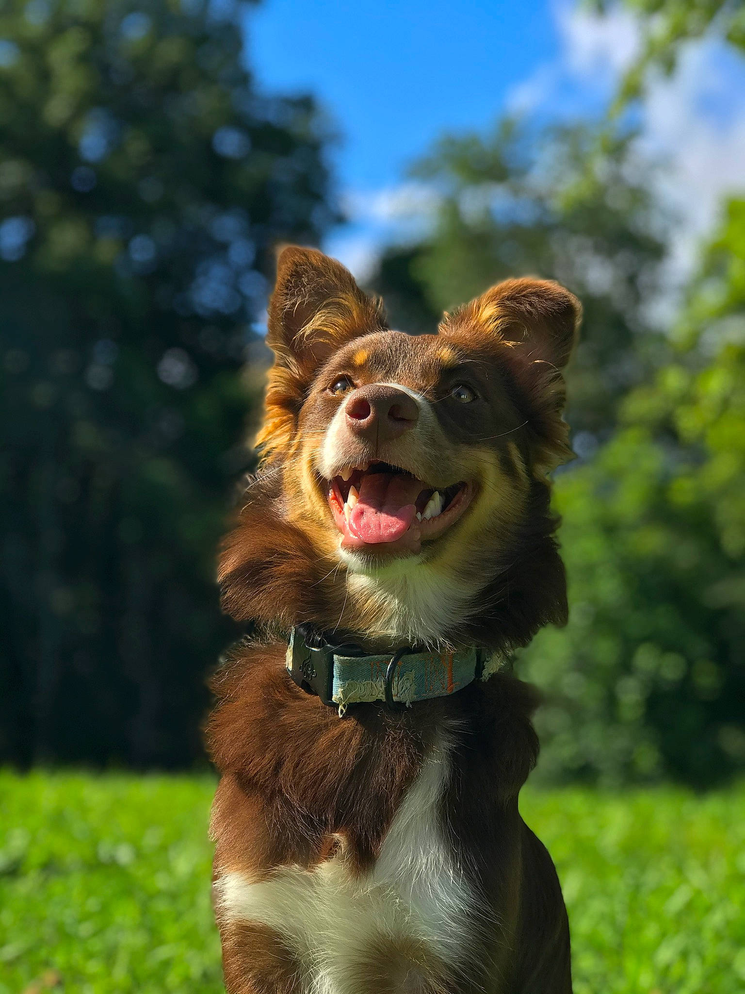 Oakley is registered to the contest to win money with this photo: australian_cattle_dog, canidae, carnivore, cloud, collar, companion_dog, dog, dog_breed, dog_collar, grass, happy, herding_dog, leash, plant, sky, snout, sporting_group, tree, whiskers, yawn