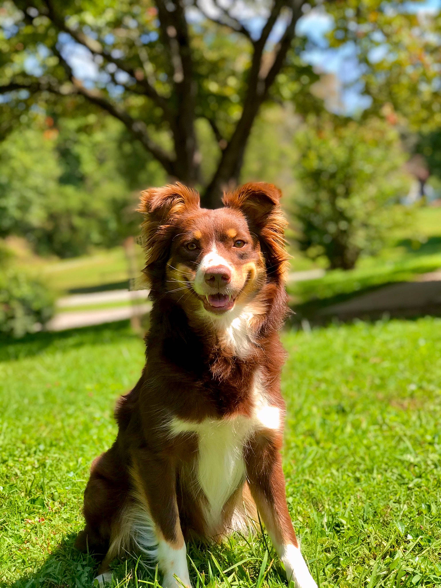 Oakley joined the competition — help win amazing prizes! ball, brittany, canidae, carnivore, companion_dog, dog, dog_breed, door, fawn, grass, gun_dog, herding_dog, liver, plant, puppy, snout, sporting_group, terrestrial_animal, tree, working_dog