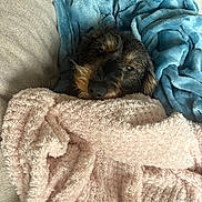 Natsu a rejoint le concours — aidez-le/la à gagner de superbes lots ! dog, blanket, couch, cozy, fur, pet, resting, snug, soft, indoor, comfort, animal, relaxation, warm, brown, black, face, nose, ears, sleepy