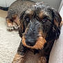 Natsu participe au concours pour gagner de l'argent avec cette photo : dog, wire_hair, pet, canine, carpet, floor, couch, indoor, close_up, fur, animal, cute, relaxed, brown, black, nose, paw, laying_down, portrait, domestic