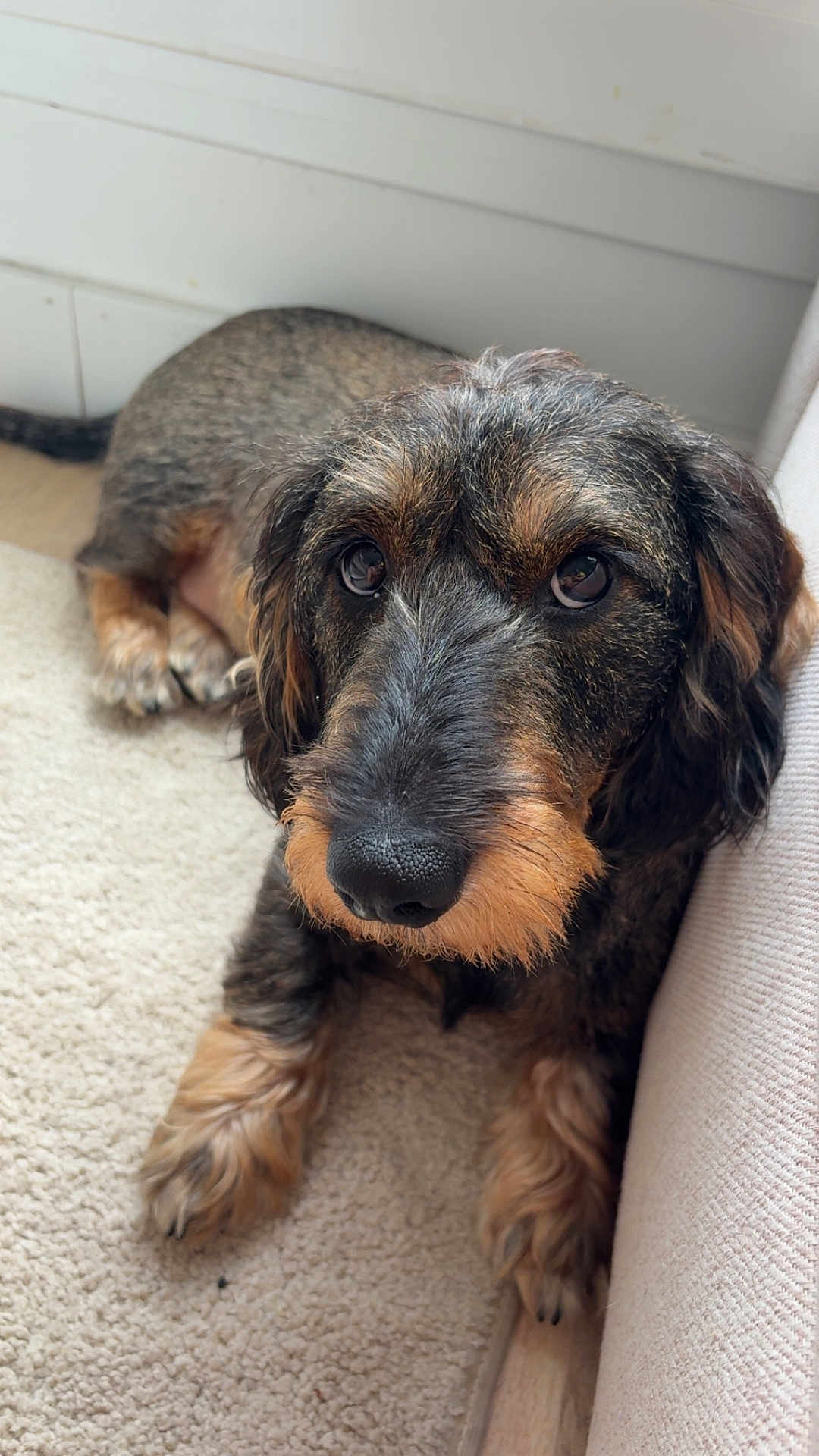Natsu participe au concours pour gagner de l'argent avec cette photo : dog, wire_hair, pet, canine, carpet, floor, couch, indoor, close_up, fur, animal, cute, relaxed, brown, black, nose, paw, laying_down, portrait, domestic
