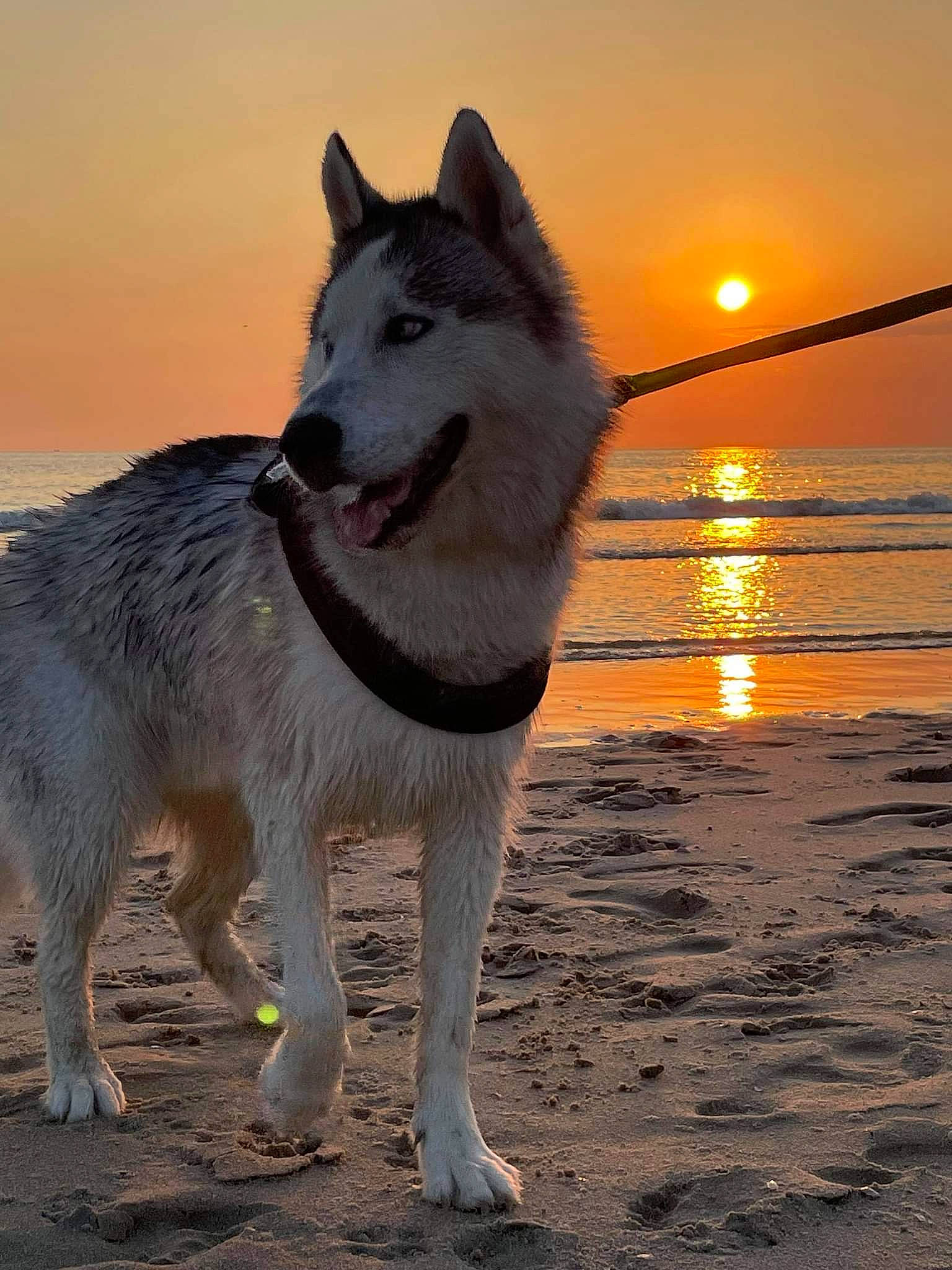 Lasko a rejoint le concours — aidez-le/la à gagner de superbes lots ! canidae, canis, carnivore, companion_dog, dog, dog_breed, freezing, glacial_landform, horizon, lake, ocean, siberian_husky, sky, sled_dog, sporting_group, tail, water, wolf, working_animal, working_dog