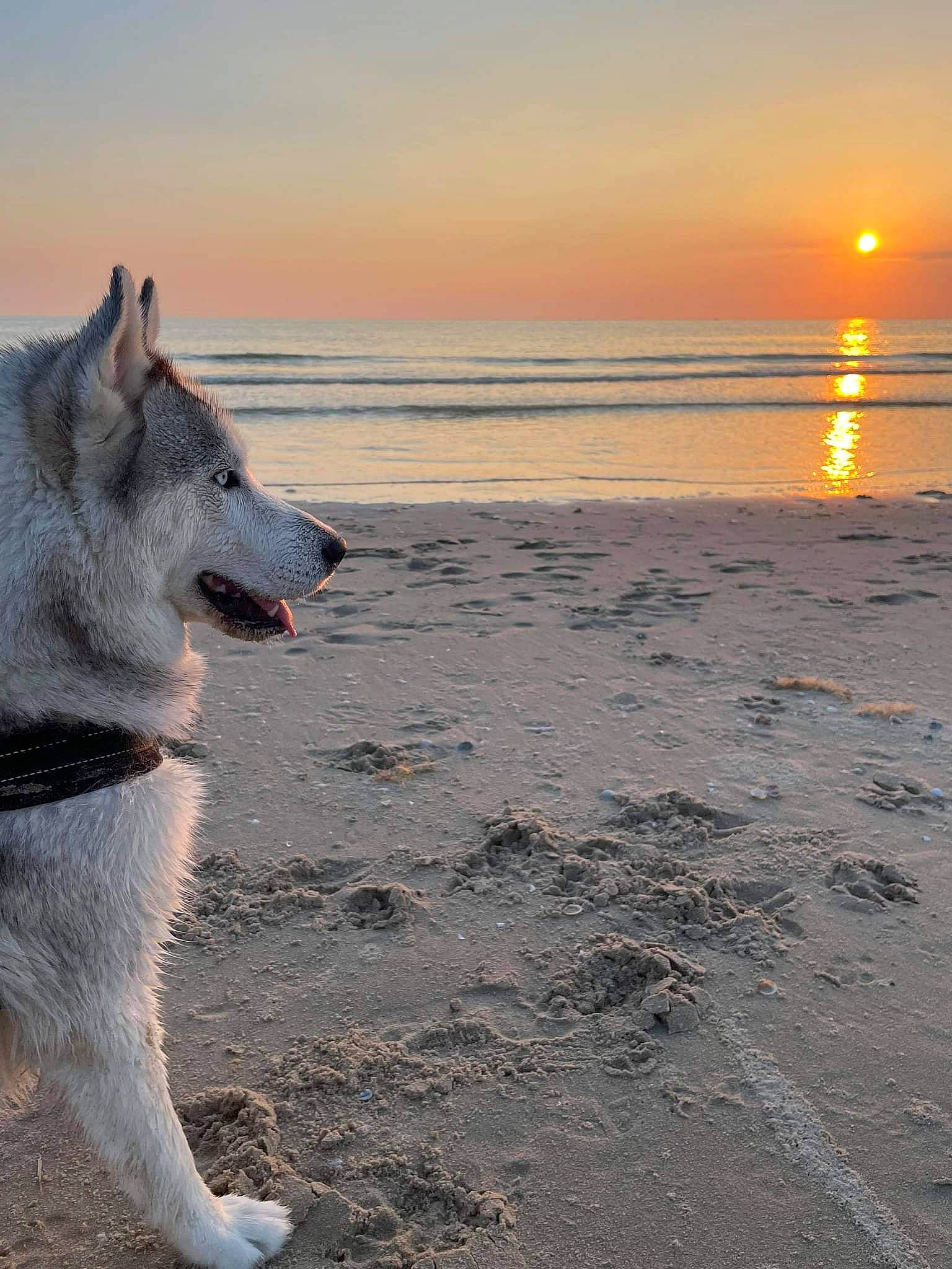 Lasko a rejoint le concours — aidez-le/la à gagner de superbes lots ! beach, carnivore, cloud, companion_dog, dog, dog_breed, dusk, horizon, lake, landscape, light, ocean, sand, sky, sunlight, sunrise, sunset, water, wind_wave, wolf