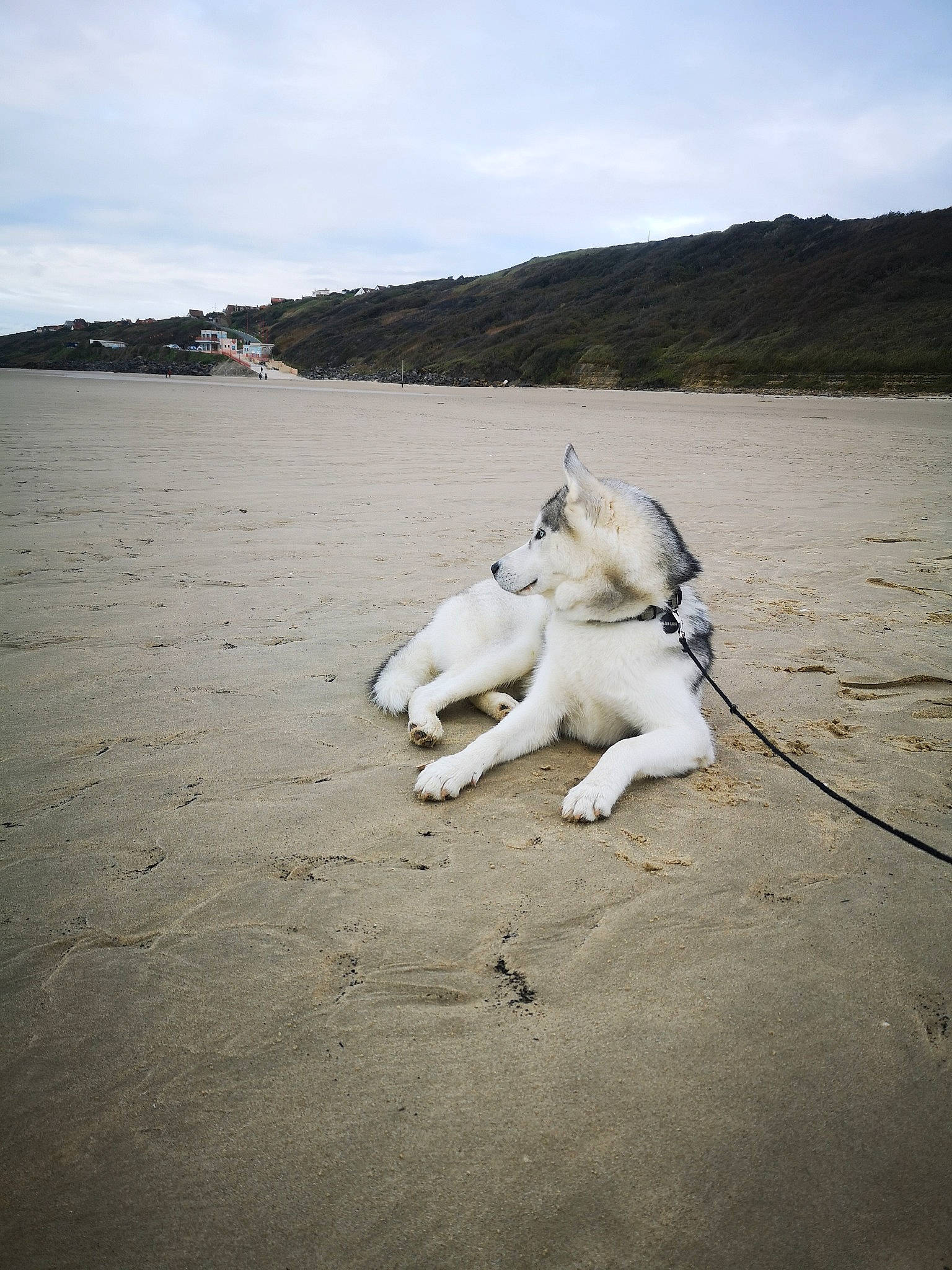 Lasko participe au concours pour gagner de l'argent avec cette photo : beach, canidae, carnivore, companion_dog, dog, dog_breed, fawn, hill, leash, non_sporting_group, sand, sporting_group, working_animal, working_dog
