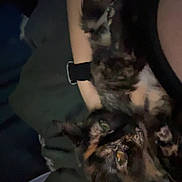 Pj is registered to the contest to win money with this photo: cat, tortoiseshell_cat, animal, pet, arm, person, indoor, low_light, feline, resting, cozy, dark, blurred, closeup, domestic_animal, companion, fur, eyes, human, cuddle