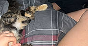 Pj is registered to the contest to win money with this photo: cat, tortoiseshell_cat, plaid_blanket, person, hand, shorts, indoor, relaxed, petting, cozy, furniture, bedroom, casual, animal, resting, fur, domestic, comfort, legs, blanket