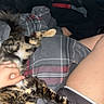 cat, tortoiseshell_cat, plaid_blanket, person, hand, shorts, indoor, relaxed, petting, cozy, furniture, bedroom, casual, animal, resting, fur, domestic, comfort, legs, blanket