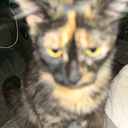 Pj is registered to the contest to win money with this photo: cat, tortoiseshell_cat, indoor, person, phone, couch, blur, close_up, yellow_eyes, casual, relaxing, home, furniture, sitting, glasses, technology, pet, animal, cozy, portrait