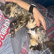 Pj is registered to the contest to win money with this photo: cat, sleeping, tortoiseshell, pet, animal, fur, hand, person, clothing, shirt, blanket, plaid, bed, cozy, rest, cute, domestic, indoor, snuggle, comfort