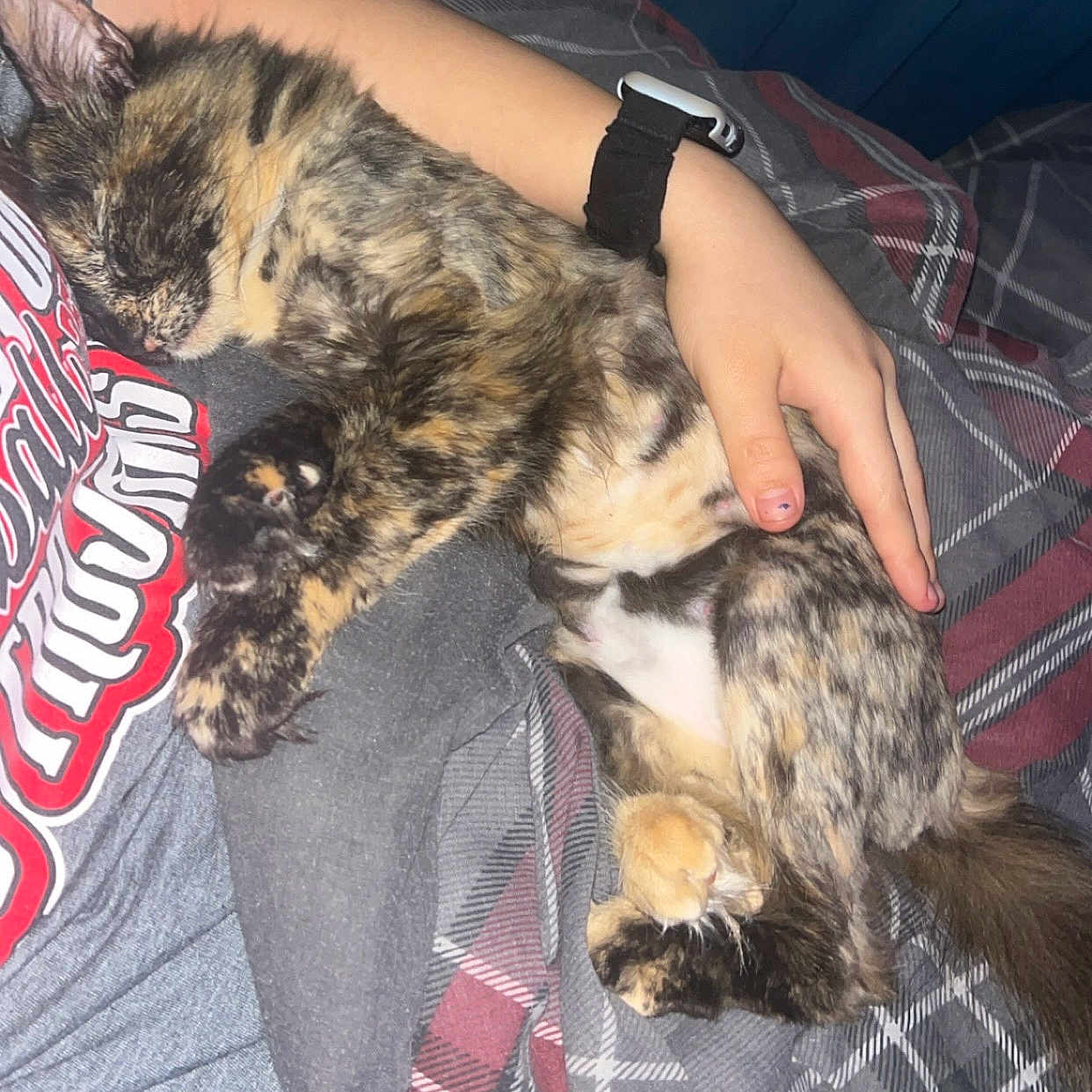 Pj is registered to the contest to win money with this photo: cat, sleeping, tortoiseshell, pet, animal, fur, hand, person, clothing, shirt, blanket, plaid, bed, cozy, rest, cute, domestic, indoor, snuggle, comfort