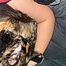 Pj is registered to the contest to win money with this photo: cat, tortoiseshell_cat, animal, pet, sleeping, resting, arm, human_arm, blanket, fabric, comfort, cozy, indoor, closeup, fur, whiskers, ear, nap, cuddle, relaxation