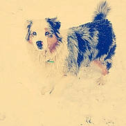 Maya participe au concours pour gagner de l'argent avec cette photo : canidae, carnivore, cavachon, chinese_imperial_dog, companion_dog, dog, dog_breed, drawing, havanese, lhasa_apso, morkie, puppy, rare_breed_dog, toy_dog