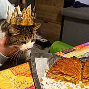 Stitch Cialdella participe au concours pour gagner de l'argent avec cette photo : cat, crown, pastry, tablecloth, food, indoor, furniture, curious, pet, hand, colorful, cozy, closeup, home, domestic, tabby, snack, celebration, paper, gold