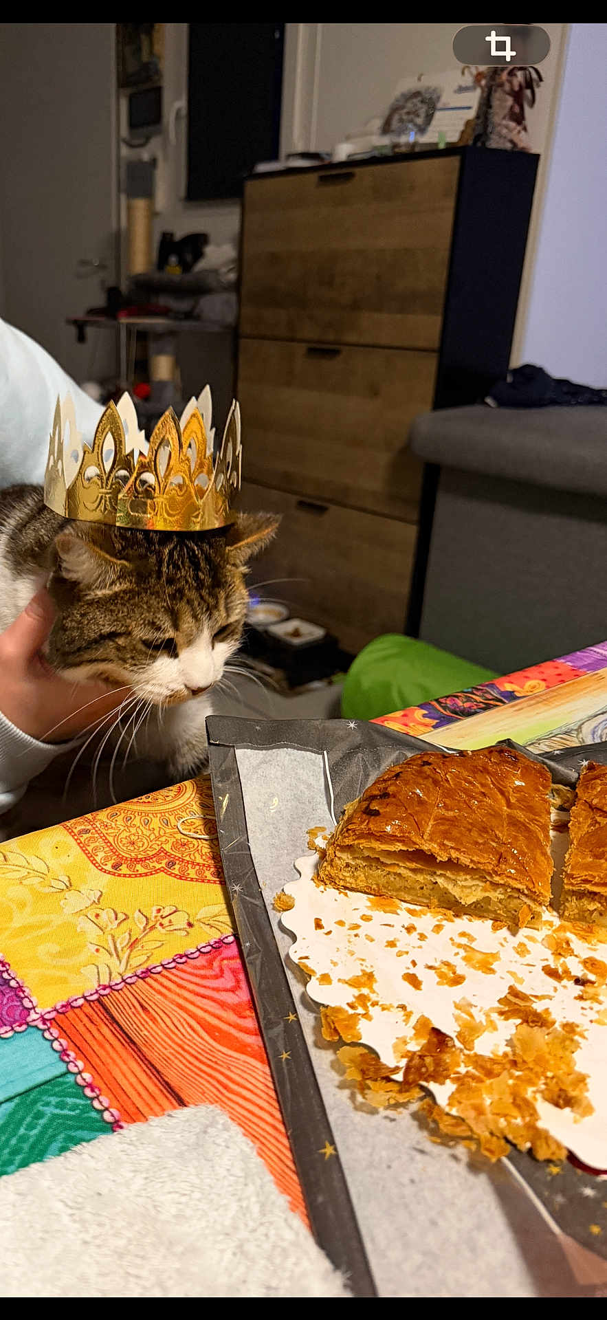 Stitch Cialdella participe au concours pour gagner de l'argent avec cette photo : cat, crown, pastry, tablecloth, food, indoor, furniture, curious, pet, hand, colorful, cozy, closeup, home, domestic, tabby, snack, celebration, paper, gold