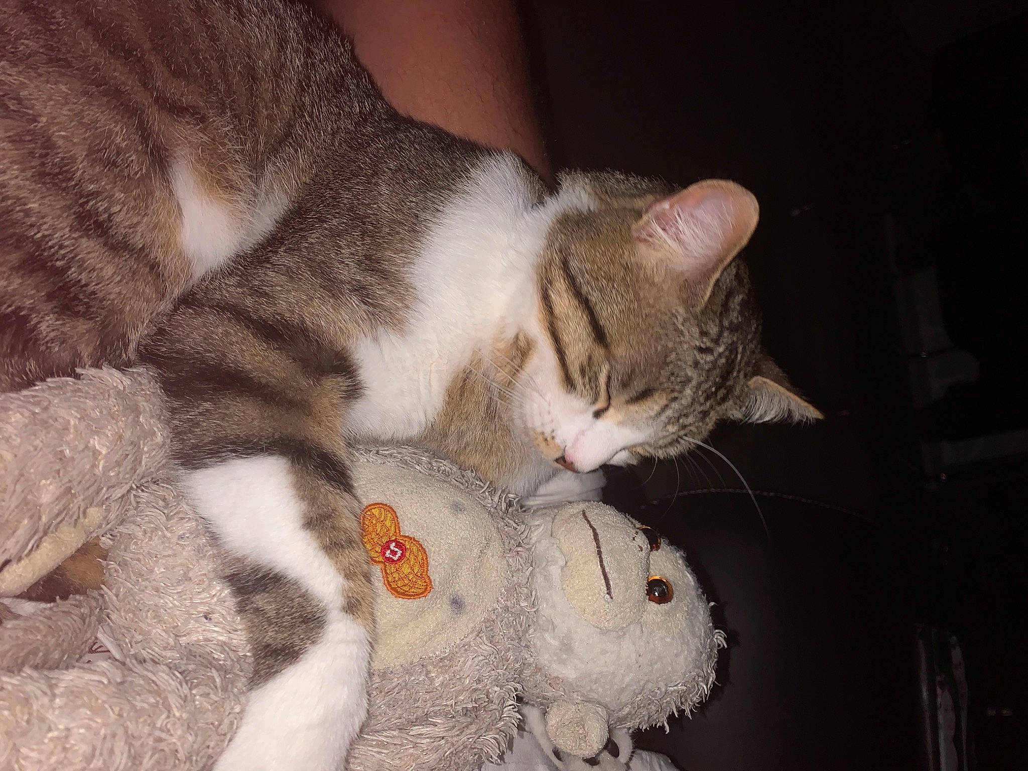 Stitch a rejoint le concours — aidez-le/la à gagner de superbes lots ! carnivore, cat, claw, comfort, domestic_short_haired_cat, fawn, felidae, fur, nap, paw, photo_caption, sleep, small_to_medium_sized_cats, snout, tail, tree, vertebrate, whiskers, wool