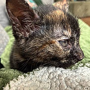 Chanel participe au concours pour gagner de l'argent avec cette photo : kitten, cat, tortoiseshell, close_up, side_profile, fur, whiskers, eye, blanket, texture, soft, resting, indoor, pet, animal, cute, young, cozy, sleepy, household