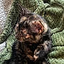 kitten, cat, tortoiseshell, fur, pet, animal, blanket, green_blanket, cozy, soft_texture, whiskers, indoor, cute, small_animal, furry, resting, portrait, close_up, domestic_cat, sleepy