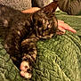Chanel a rejoint le concours — aidez-le/la à gagner de superbes lots ! kitten, sleeping, cat, tortoiseshell, furry, paw, blanket, green, texture, hand, couch, cozy, indoor, rest, pet, animal, fur, relaxation, comfort, closeup