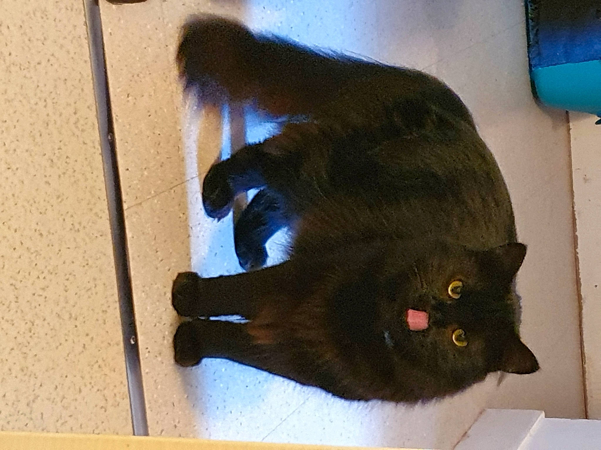 Apu a rejoint le concours — aidez-le/la à gagner de superbes lots ! black_cat, bombay, canidae, carnivore, cat, claw, domestic_short_haired_cat, felidae, fur, gesture, plant, room, shadow, small_to_medium_sized_cats, snout, tail, terrestrial_animal, tints_and_shades, whiskers, wood