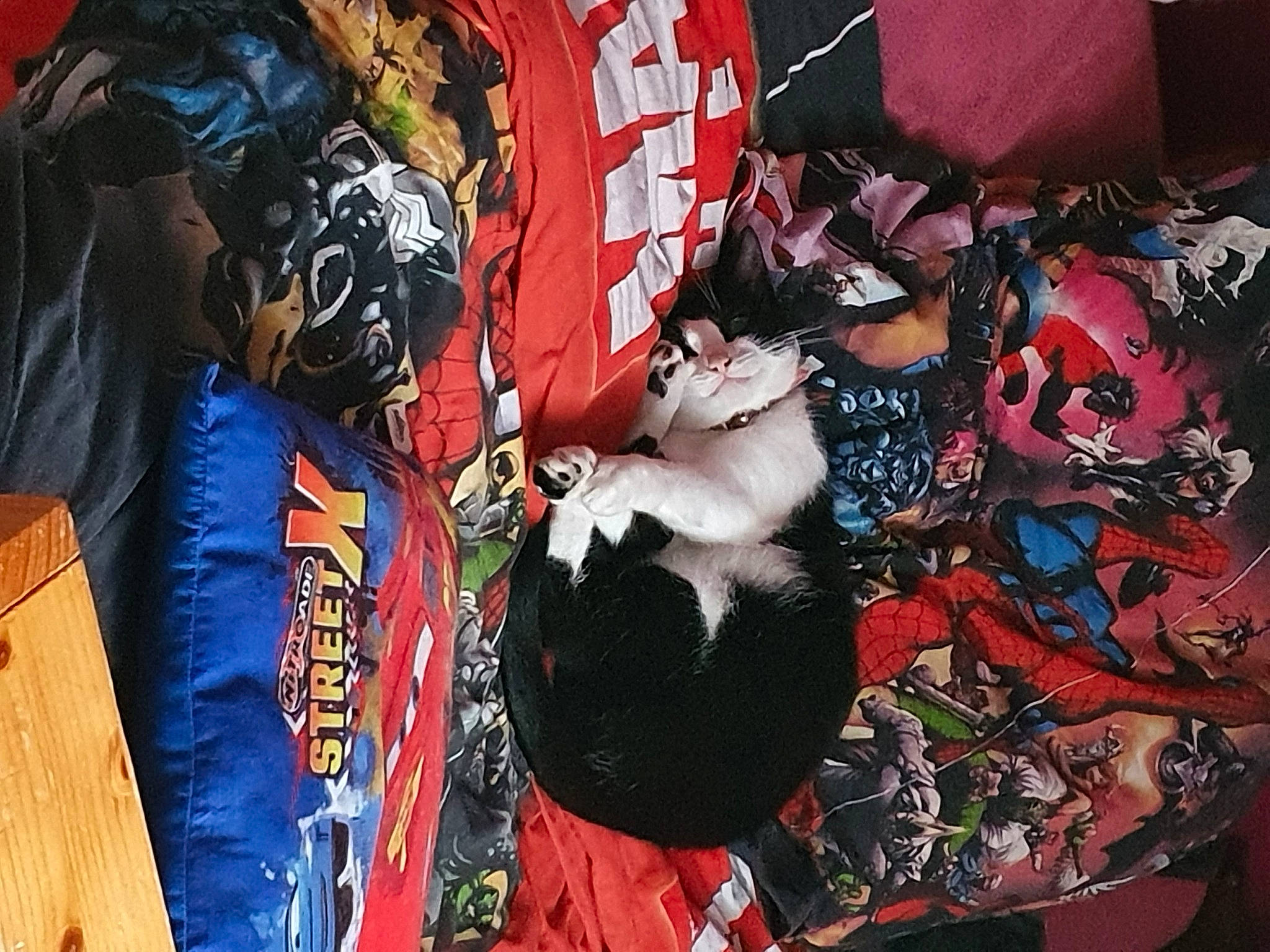 Pixie participe au concours pour gagner de l'argent avec cette photo : art, bag, carmine, carnivore, cat, comfort, event, felidae, fur, linens, luggage_and_bags, pattern, room, small_to_medium_sized_cats, sporting_group, t_shirt, textile, tradition, visual_arts, whiskers