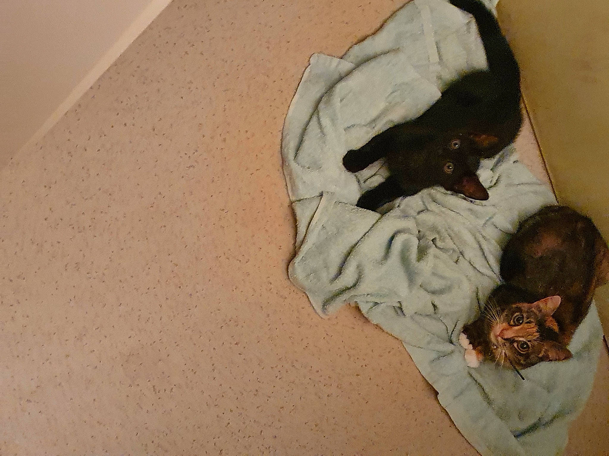 Tania a rejoint le concours — aidez-le/la à gagner de superbes lots ! art, carnivore, comfort, companion_dog, dog_breed, fawn, felidae, floor, flooring, fur, grey, linens, nap, room, small_to_medium_sized_cats, sporting_group, t_shirt, tail, visual_arts, wood