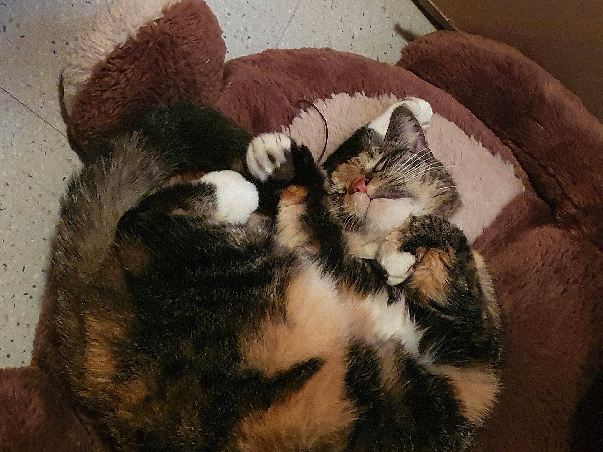 Tania a rejoint le concours — aidez-le/la à gagner de superbes lots ! art, carnivore, cat, cat_bed, claw, comfort, couch, domestic_short_haired_cat, fawn, felidae, fur, nap, paw, sleep, small_to_medium_sized_cats, snout, tail, toy, whiskers