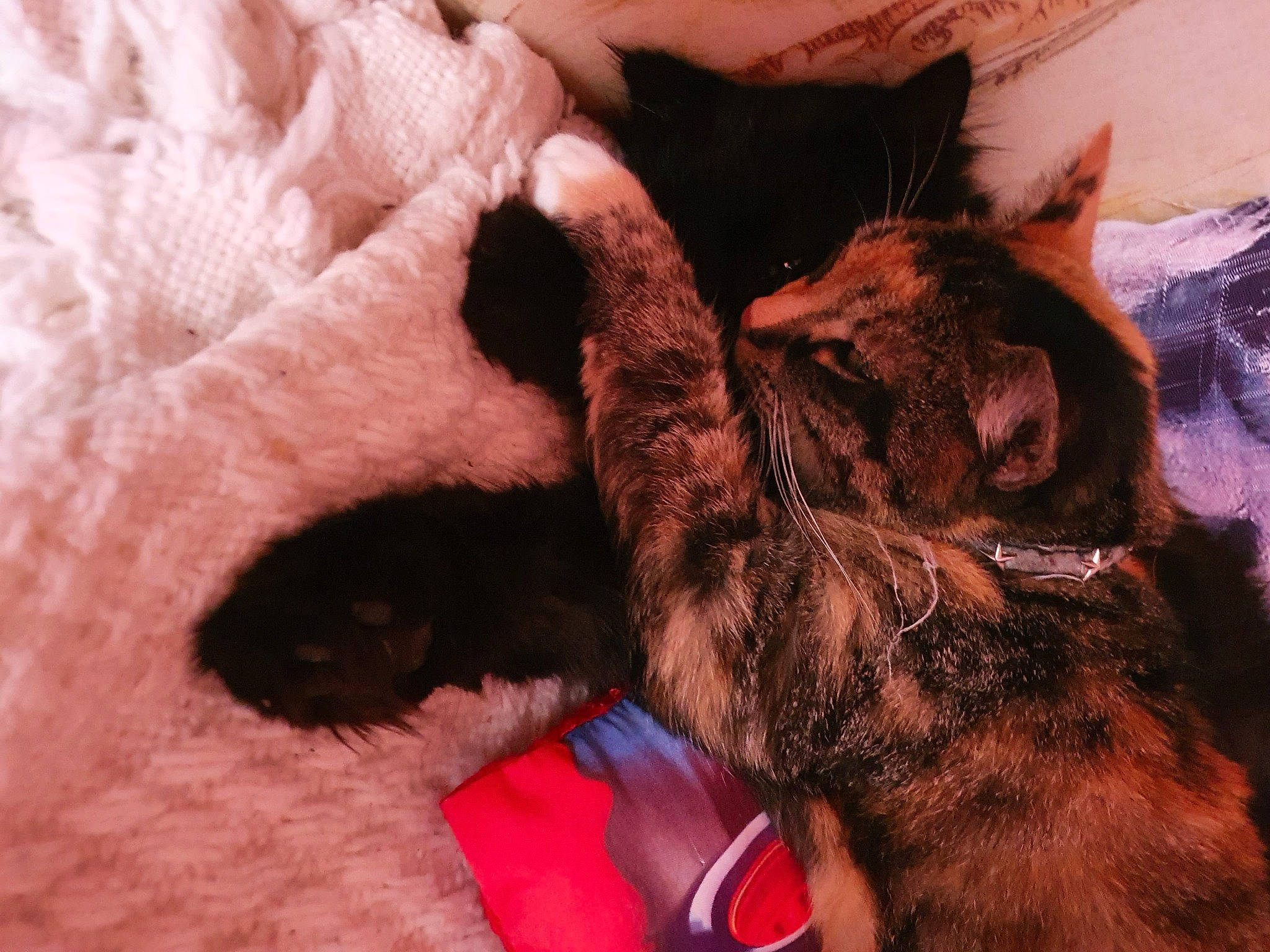 Tania participe au concours pour gagner de l'argent avec cette photo : black_cat, canidae, carnivore, cat, close_up, comfort, dog_breed, domestic_short_haired_cat, ear, fang, fawn, felidae, foot, human_leg, paw, small_to_medium_sized_cats, snout, sporting_group, tail, whiskers