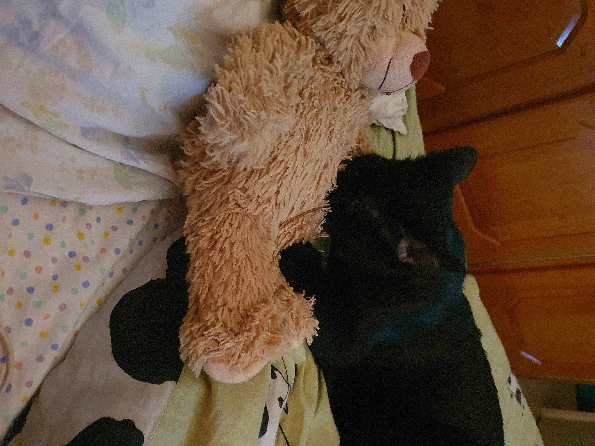 Coco a rejoint le concours — aidez-le/la à gagner de superbes lots ! carnivore, cat, cat_supply, comfort, dog_breed, domestic_short_haired_cat, fawn, felidae, fur, linens, mammal, small_to_medium_sized_cats, stuffed_toy, tail, teddy_bear, terrestrial_animal, vertebrate, whiskers, wood, wool