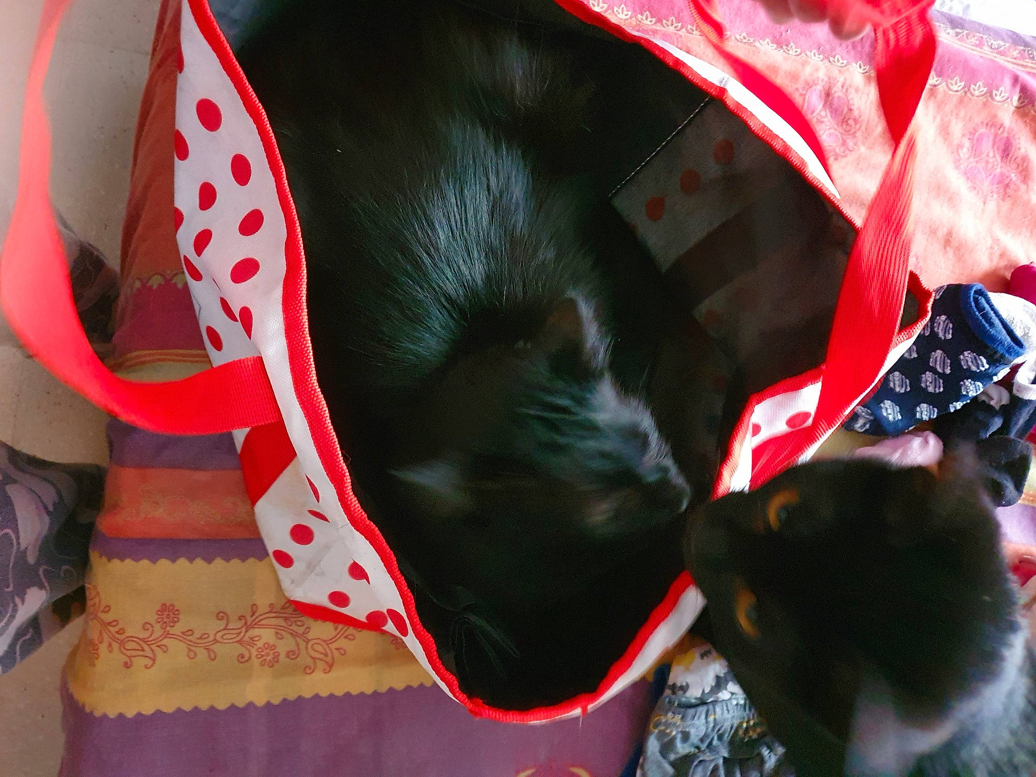 Coco participe au concours pour gagner de l'argent avec cette photo : carmine, carnivore, collar, comfort, companion_dog, dog, dog_breed, dog_collar, dog_supply, fashion_accessory, fun, fur, headgear, human_leg, organism, personal_protective_equipment, snout, sporting_group, thigh, working_animal