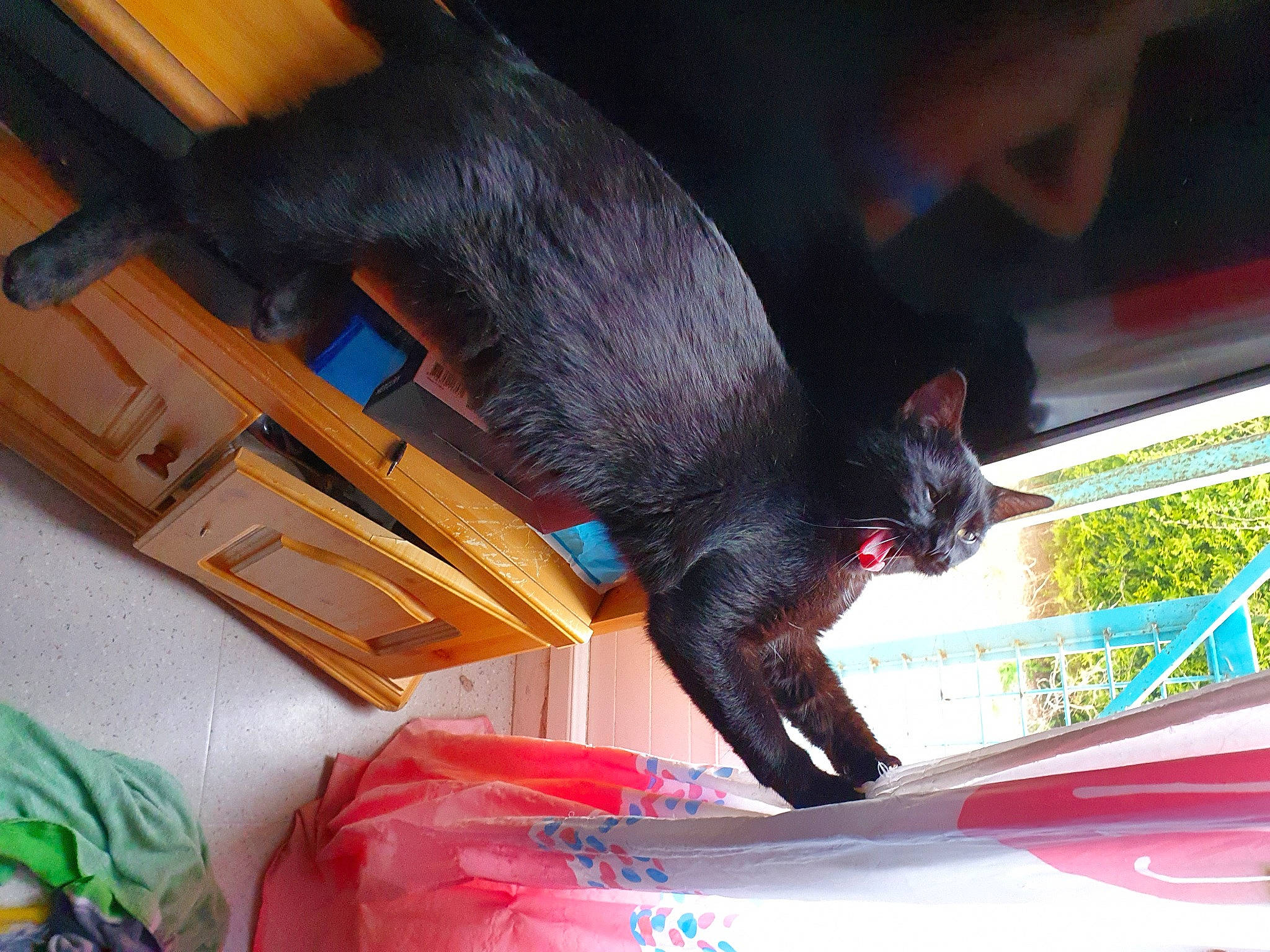 Coco participe au concours pour gagner de l'argent avec cette photo : black_cat, bombay, carmine, carnivore, cat, claw, domestic_short_haired_cat, felidae, fur, havana_brown, magenta, organism, room, small_to_medium_sized_cats, tail, whiskers, windshield, wood