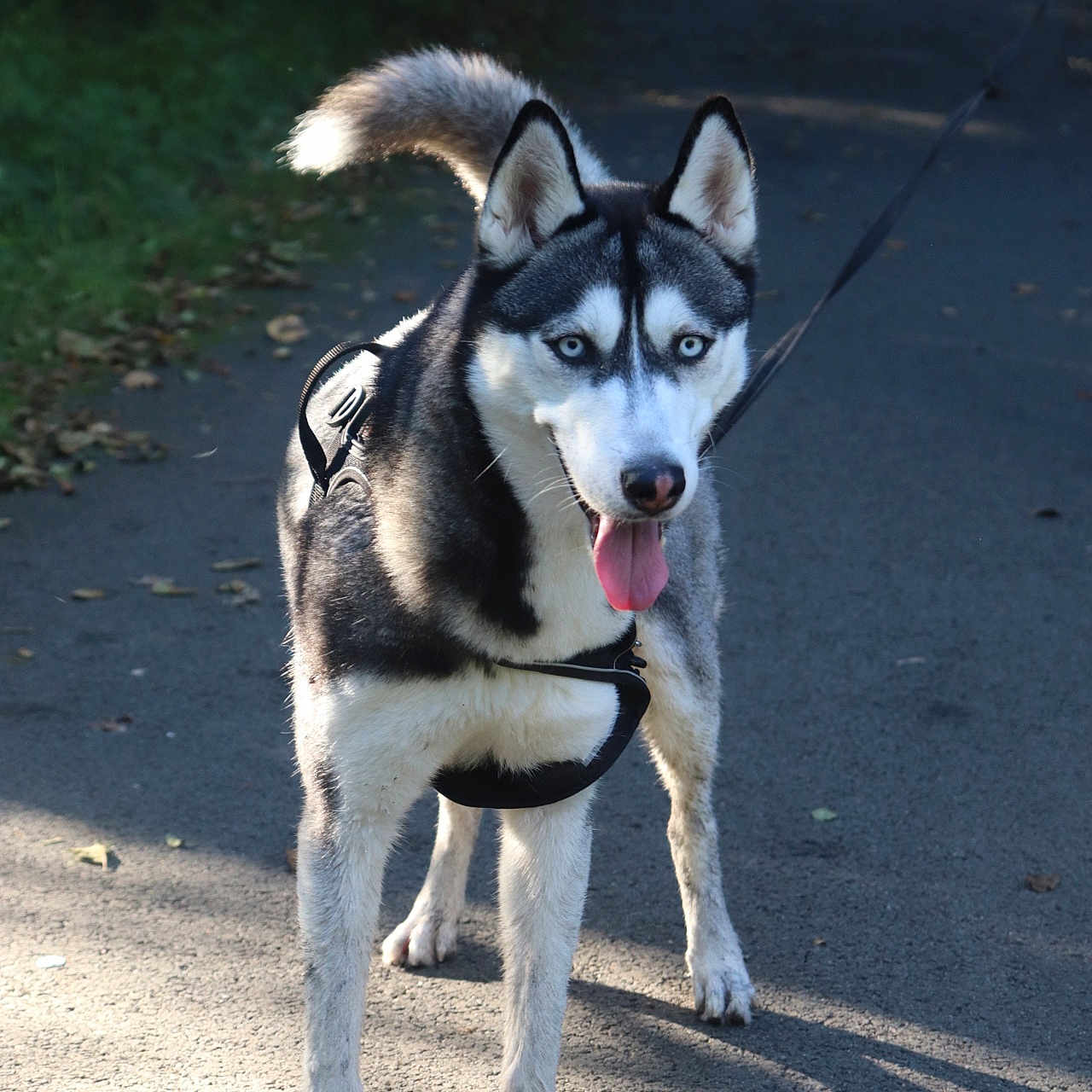 Nala a rejoint le concours — aidez-le/la à gagner de superbes lots ! accessories, alloywheel, animal, canine, car, carwheel, dog, eskimodog, flagstone, husky, leash, machine, path, pet, puppy, road, sidewalk, strap, tarmac, walkway