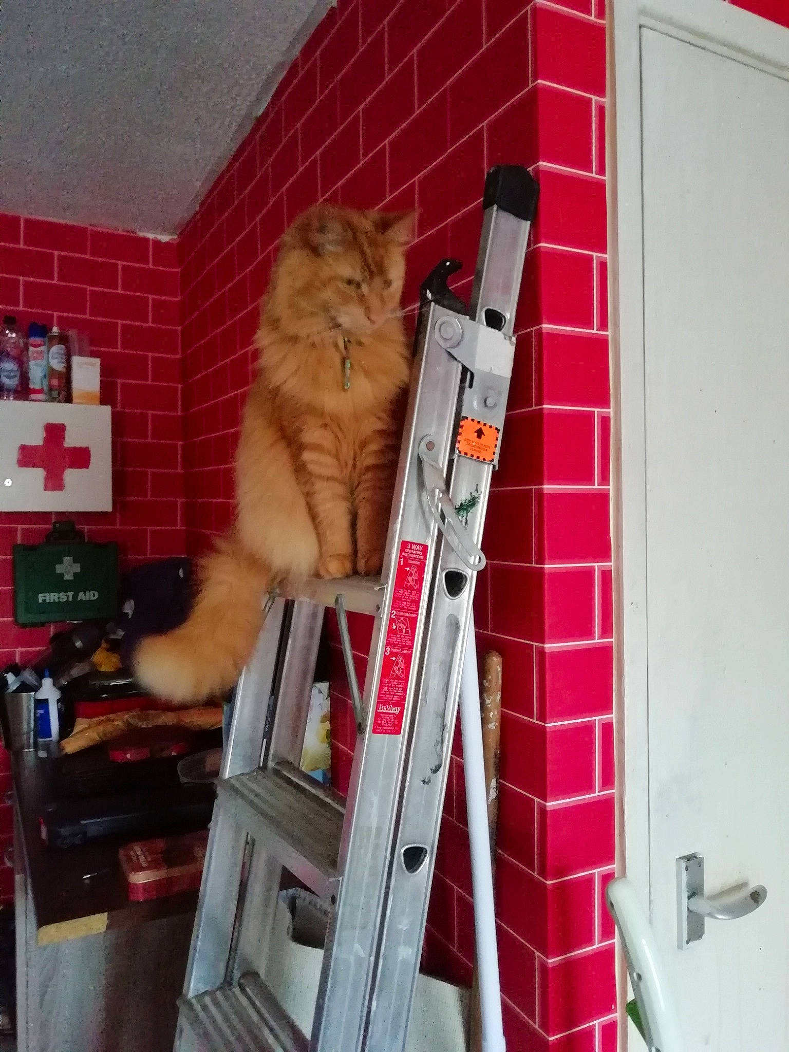 Leo is registered to the contest to win money with this photo: cat, felidae, ladder, room, small_to_medium_sized_cats