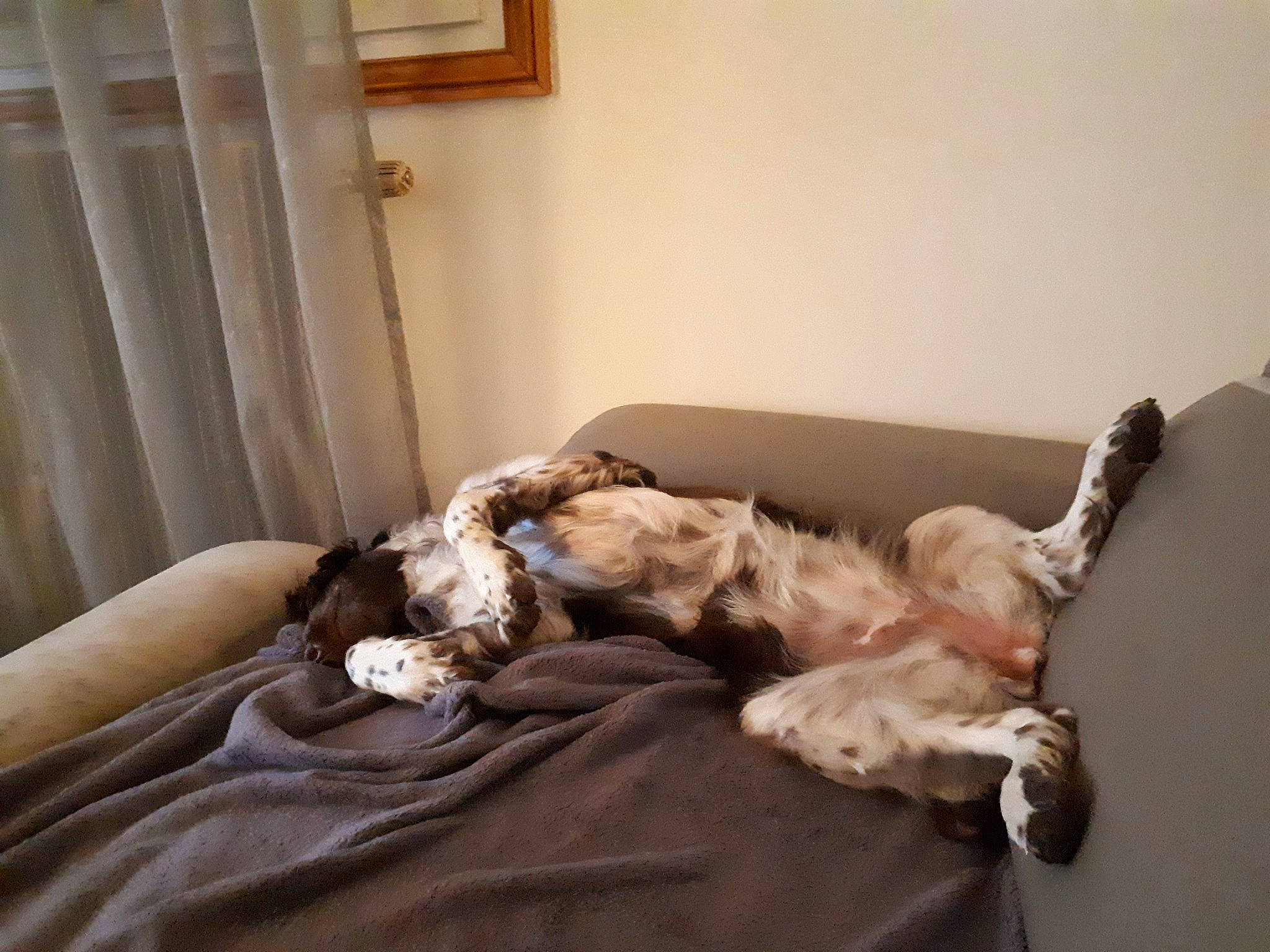 Ouchka a rejoint le concours — aidez-le/la à gagner de superbes lots ! canidae, carnivore, comfort, companion_dog, dog, dog_breed, furniture, nap, sporting_group