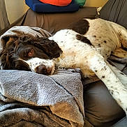 Malys participe au concours pour gagner de l'argent avec cette photo : animal, blanket, canine, cockerspaniel, couch, cushion, dog, furniture, homedecor, hound, laundry, linen, person, pet, pointer, puppy, quilt, sleeping, terrier, towel
