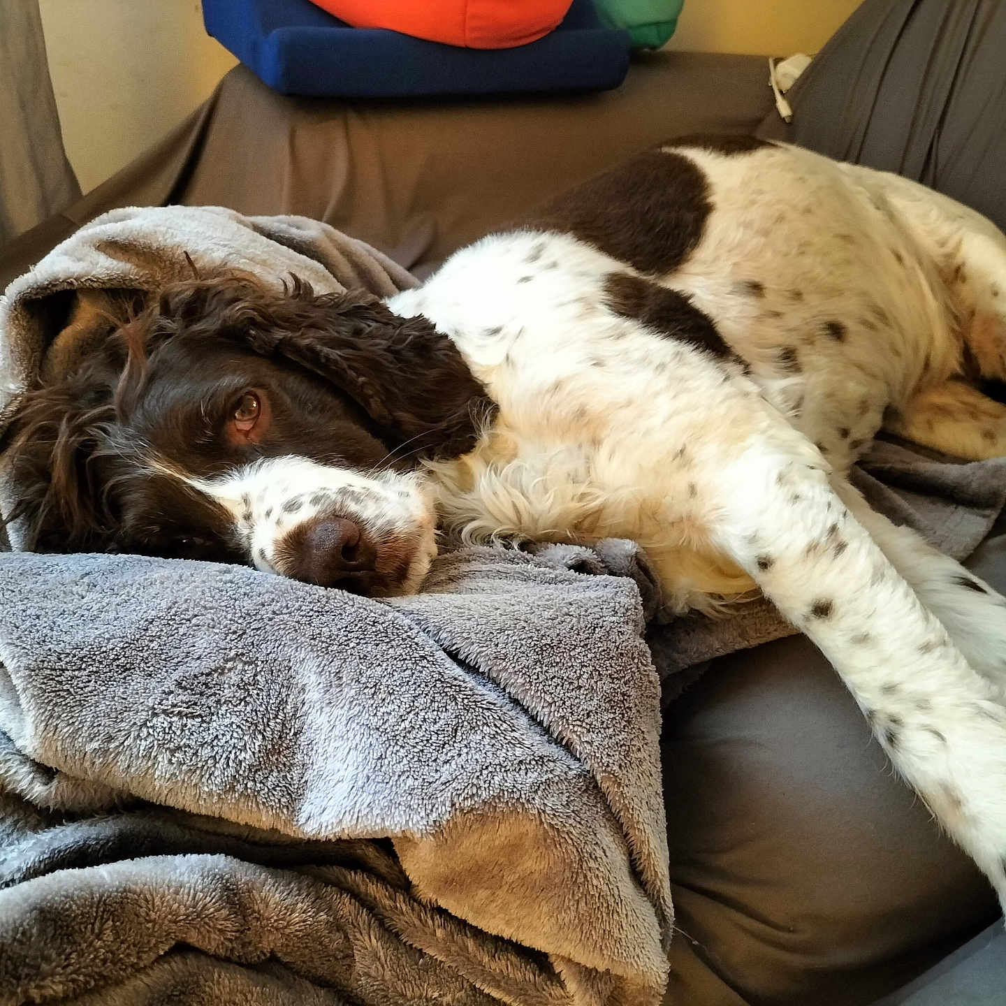 Malys participe au concours pour gagner de l'argent avec cette photo : animal, blanket, canine, cockerspaniel, couch, cushion, dog, furniture, homedecor, hound, laundry, linen, person, pet, pointer, puppy, quilt, sleeping, terrier, towel