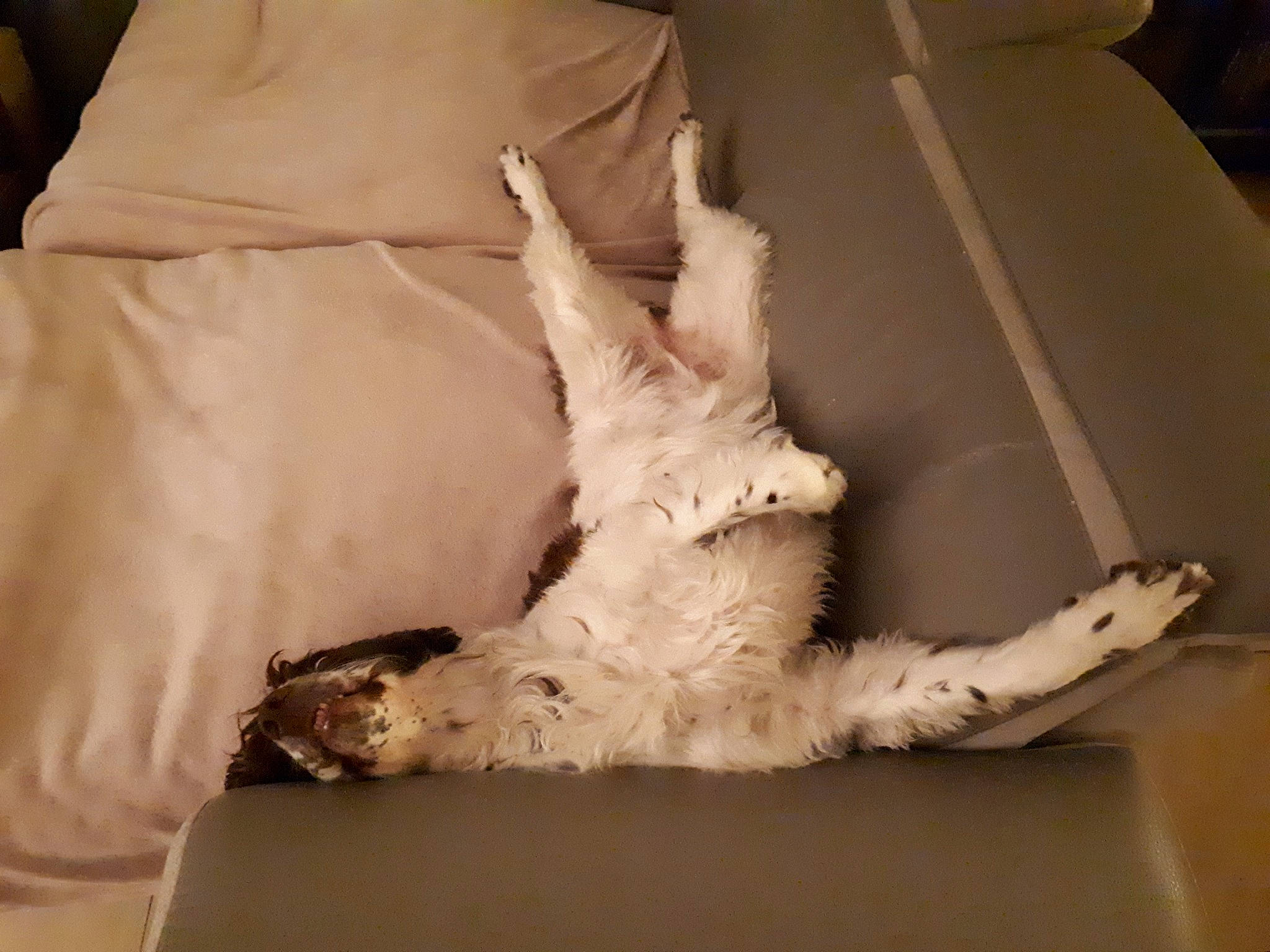 Malys a rejoint le concours — aidez-le/la à gagner de superbes lots ! canidae, fur, leg, paw, retriever, setter, sporting_group, tail