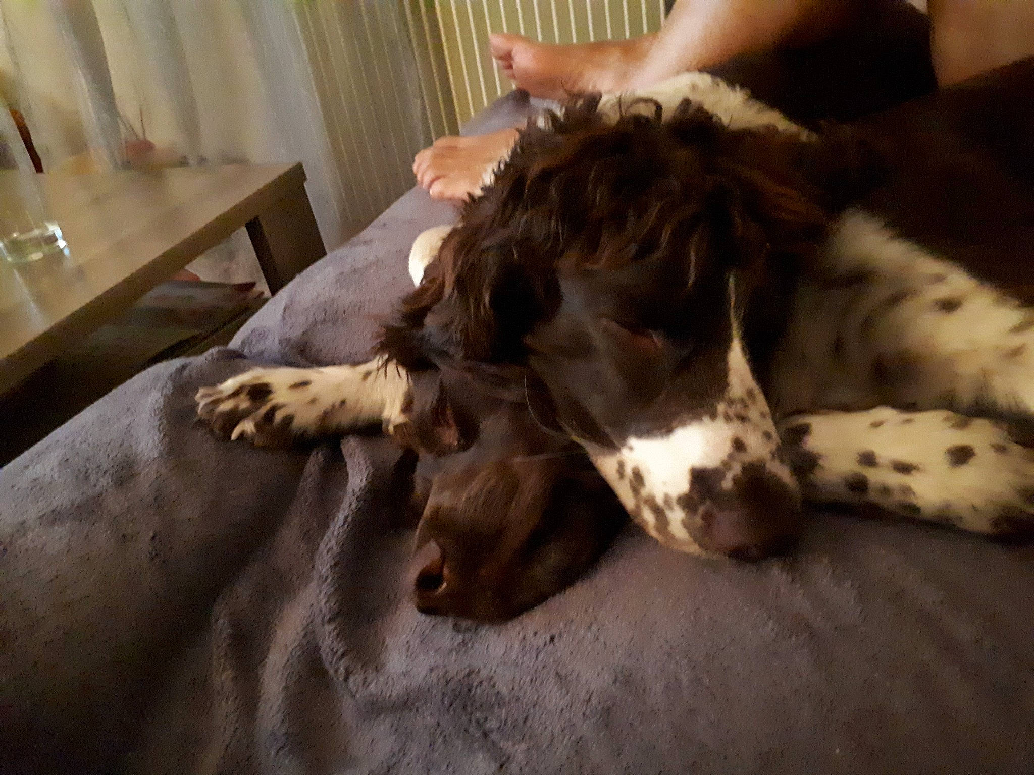 Malys a rejoint le concours — aidez-le/la à gagner de superbes lots ! canidae, carnivore, companion_dog, dog, dog_breed, drentse_patrijshond, english_setter, english_springer_spaniel, french_spaniel, fur, german_longhaired_pointer, large_munsterlander, mammal, non_sporting_group, pointing_breed, retriever, setter, small_munsterlander, spaniel, sporting_group