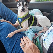 Snugglebug is registered to the contest to win money with this photo: dog, chihuahua, small_dog, harness, blanket, car_interior, window, jeans, human_hand, ring, jewelry, lap, seat, towel, cute, alert, ears_up, pet, portrait, passenger