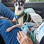 alert, blanket, car_interior, chihuahua, cute, dog, ears_up, harness, human_hand, jeans, jewelry, lap, passenger, pet, portrait, ring, seat, small_dog, towel, window