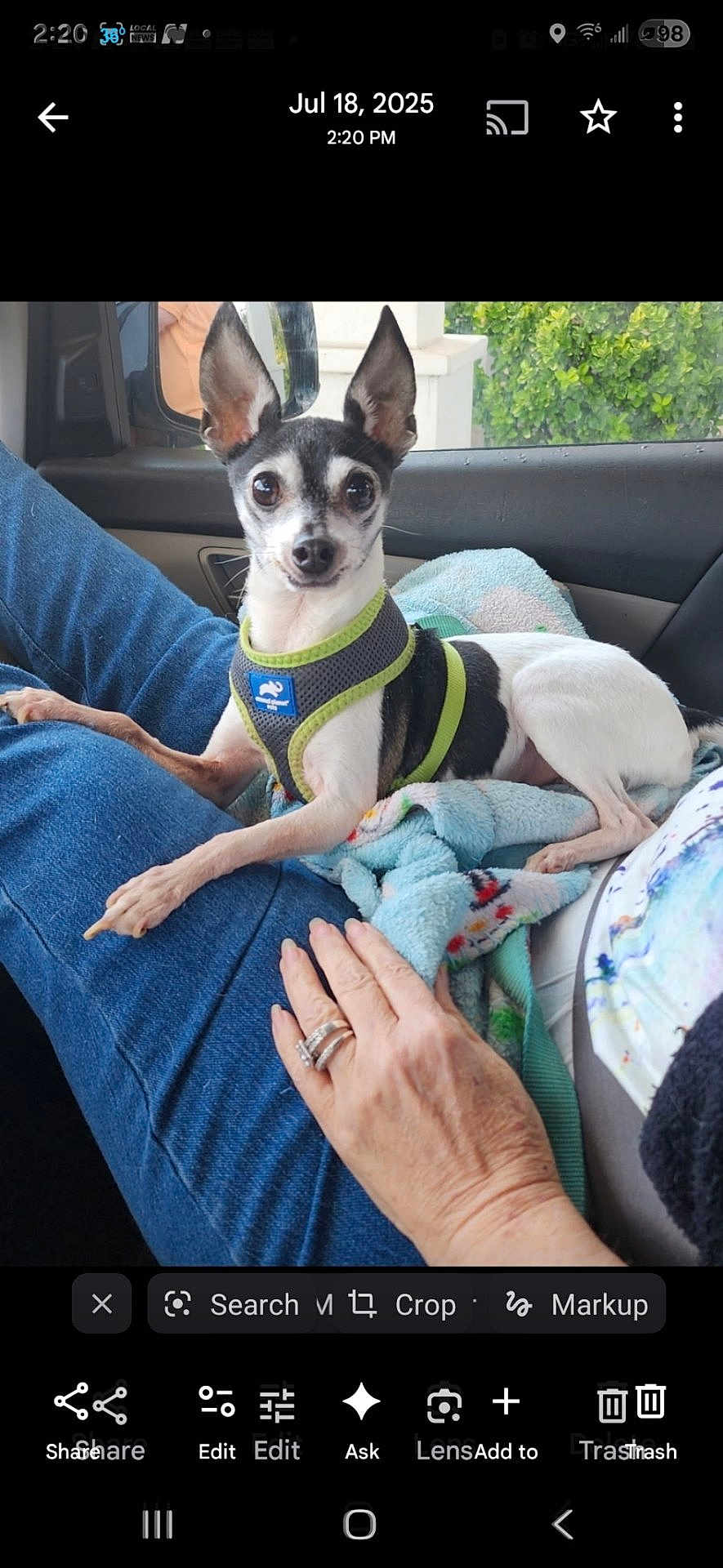 Snugglebug is registered to the contest to win money with this photo: dog, chihuahua, small_dog, harness, blanket, car_interior, window, jeans, human_hand, ring, jewelry, lap, seat, towel, cute, alert, ears_up, pet, portrait, passenger