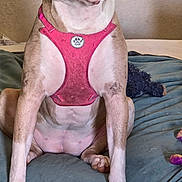 Terra is registered to the contest to win money with this photo: animal, bed, blue_bed, calm, canine, closeup, dog, domestic, ears_up, facing_camera, indoor, nose, paws, pet, pink_harness, portrait, short_fur, sitting, stoic, wall