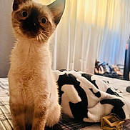 Toast is registered to the contest to win money with this photo: kitten, cat, siamese, pet, indoor, bed, blanket, curtains, plaid, striped, furniture, cozy, animal, whiskers, ears, fur, domestic, young, cute, soft_light