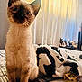 kitten, cat, siamese, pet, indoor, bed, blanket, curtains, plaid, striped, furniture, cozy, animal, whiskers, ears, fur, domestic, young, cute, soft_light